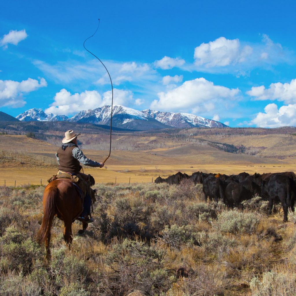 Beardsley still maintains a ranch in the Blue River Valley, so he has spent quite a bit of time casting into that tributary of the Colorado River.