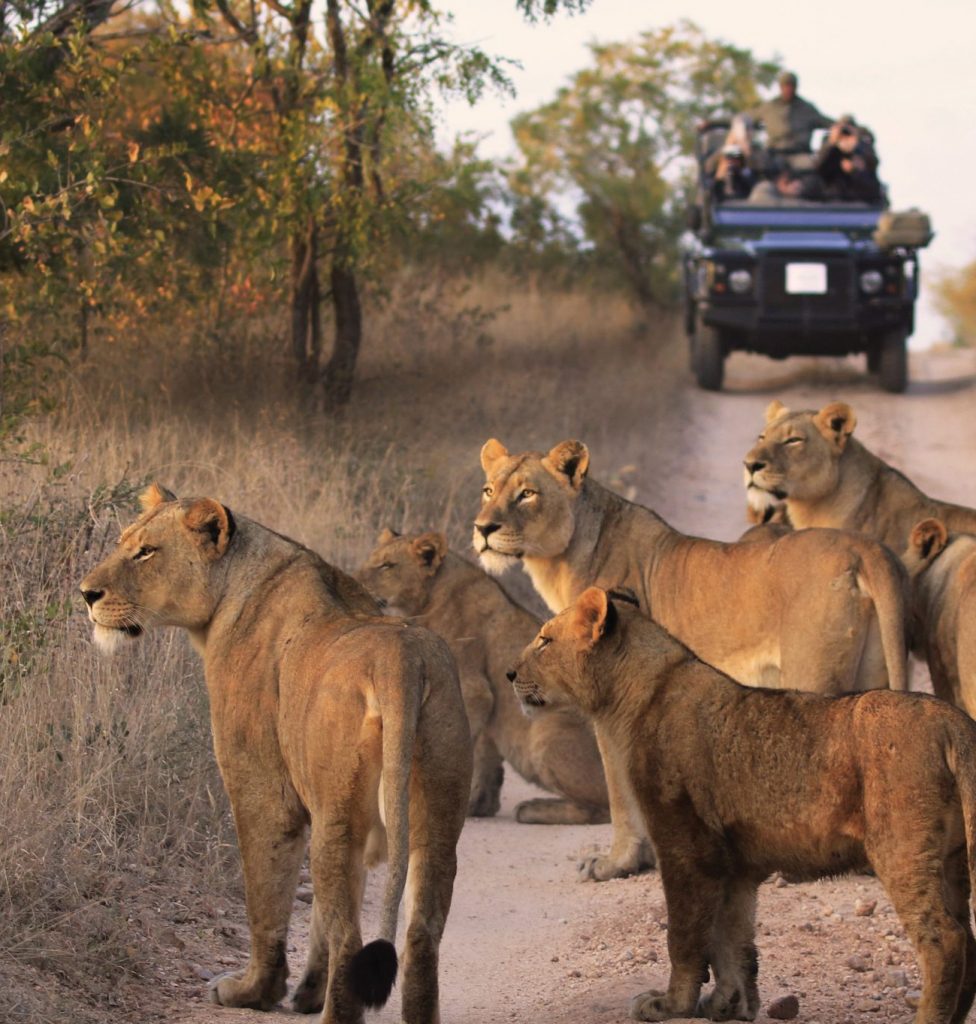 african-safari