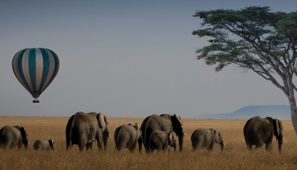 African elephants