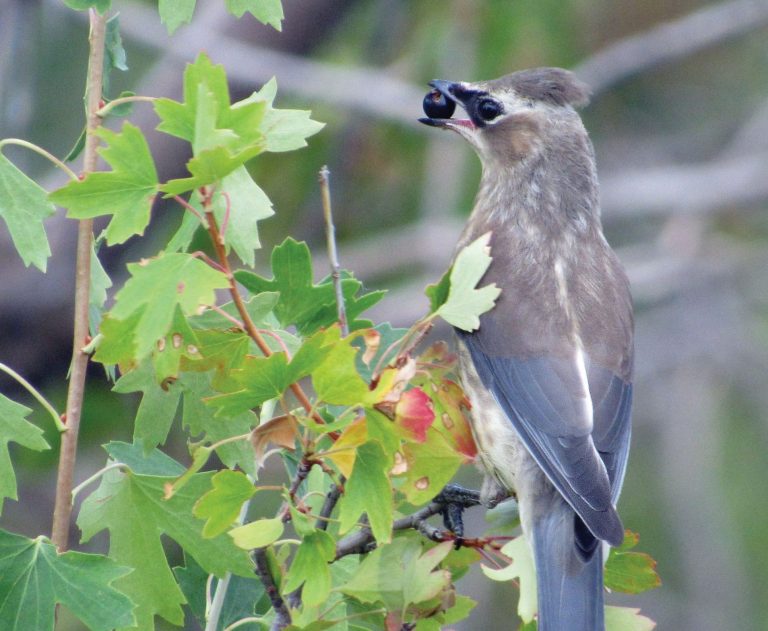 Bird with berry