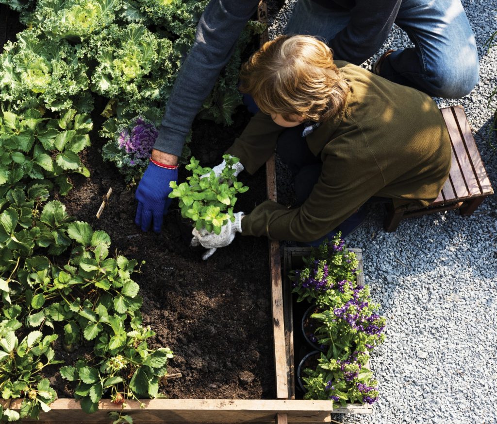 Victory gardens