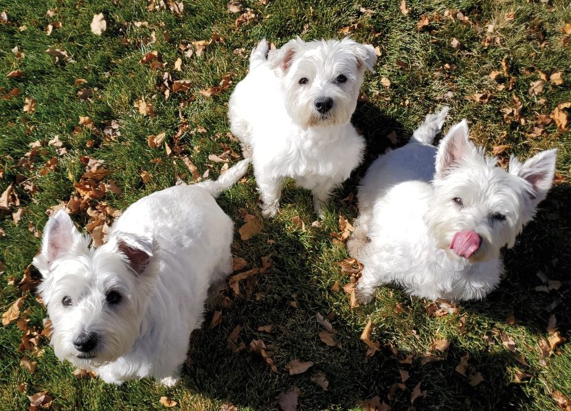 Laverne, Lucy and Lilly