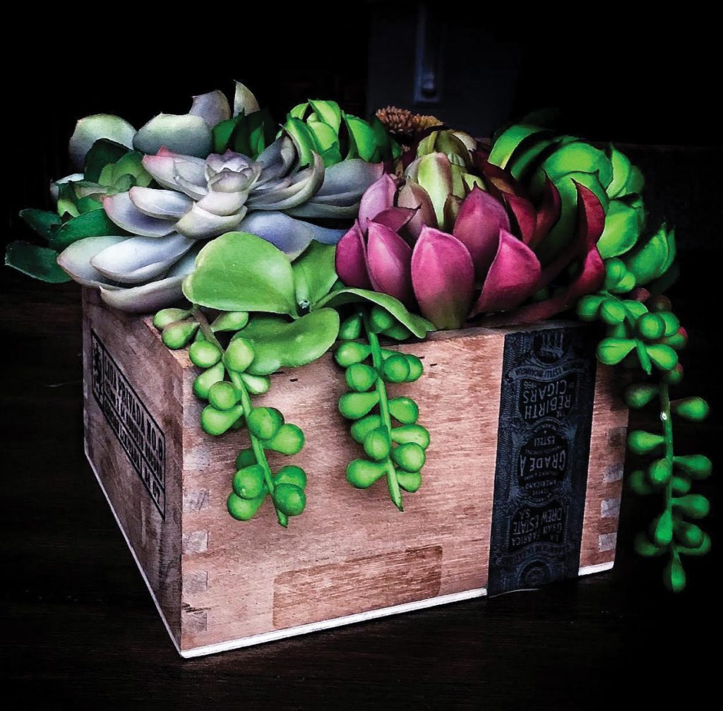 Succulent cigar box